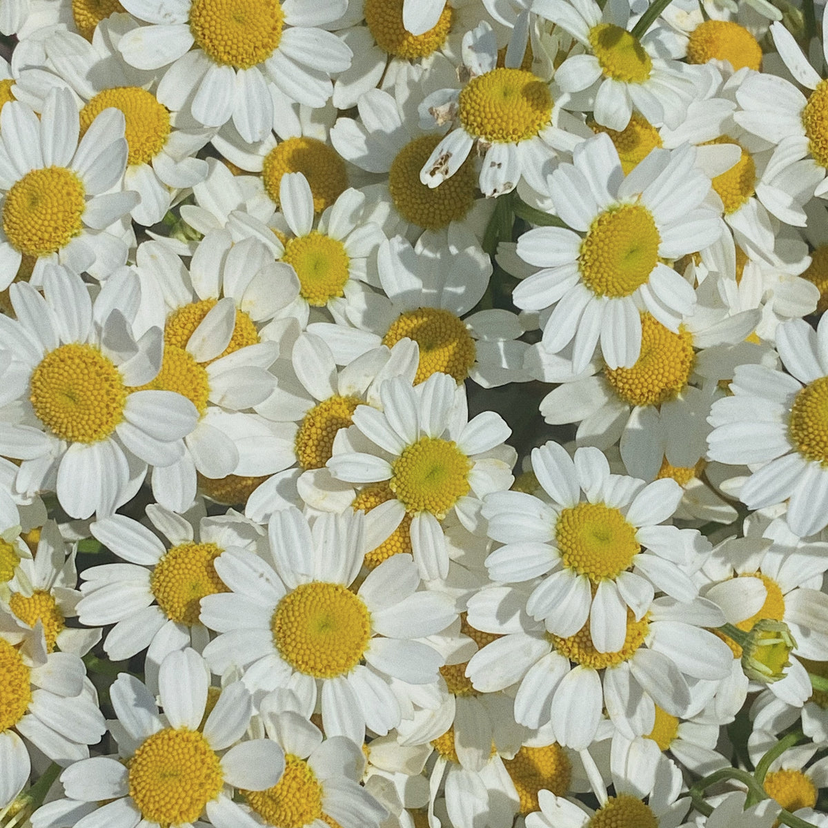 A dense cluster of white chamomile flowers with bright yellow centers filling the frame.